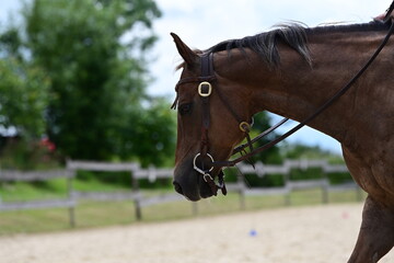 Obraz premium Auf dem Reitplatz. Westernpferd mit Gamaschen wird auf Sandplatz geritten