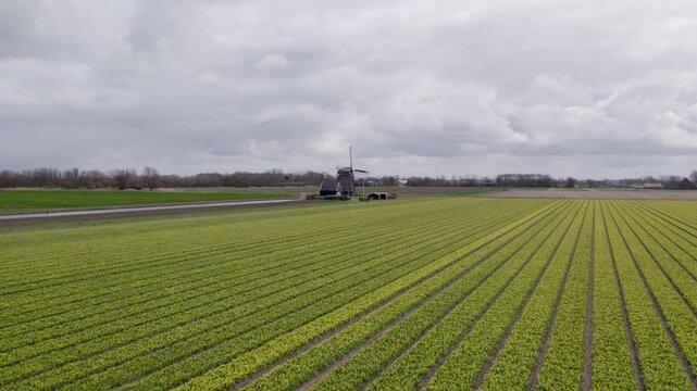 Aerial view of blooming daffodil fields with windmills under cloudy sky, 't Zand, North-Holland, Netherlands.