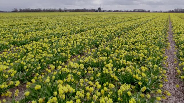 Aerial view of blooming daffodil field with windmill, 't Zand, North-Holland, Netherlands.