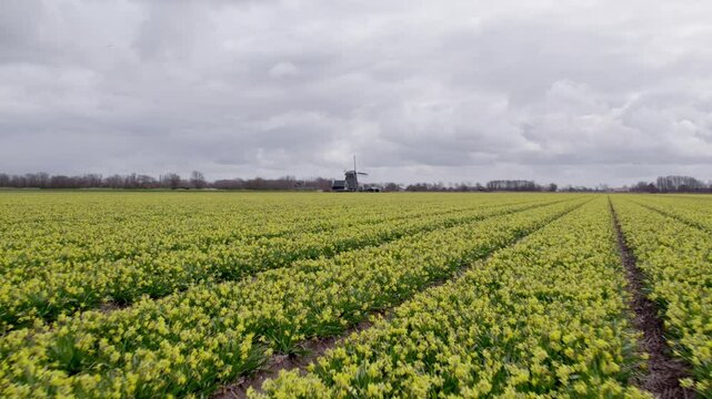 Aerial view of blooming daffodil fields with windmill, 't Zand, North-Holland, Netherlands.