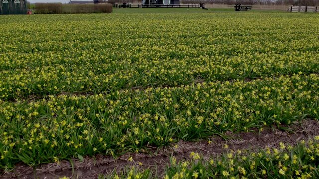 Aerial view of blooming daffodil fields with windmill, 't Zand, Netherlands.