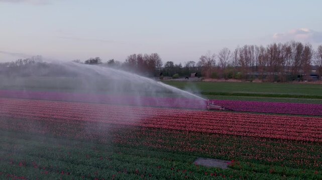 Aerial view of vibrant tulip fields at sunset, t Zand, Netherlands.