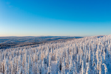 winter landscape with snow