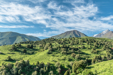 Green mountains and a valley covered with wild mountain juniper thickets.. Journey into the wild.