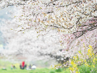 日本の家族で花見　ヨコ