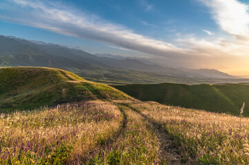 Road track on a flowering meadow on the hills with eremurus, sage and meadow grasses at sunset in the mountains.