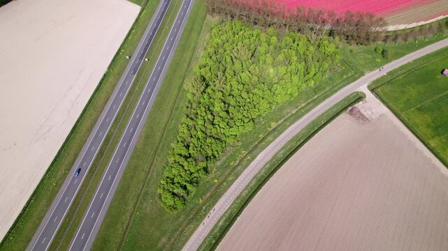 Aerial view of tulip fields and highway in spring season, Emmeloord, Flevoland, Netherlands.