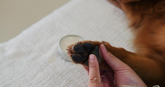 A close-up of a man hands applying cream to the paw of his Golden Retriever. Protecting paws in hot weather keeping them healthy and clean. Caring for dog paw pads. Soft Paws. Nearby is a jar of balm.