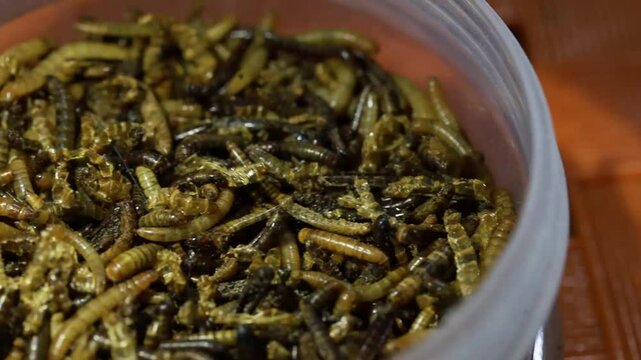 Video close-up, Tenebrio molitor hongkong caterpillar or MealWorm, a type of larva of the rice beetle Tenebrio molitor.