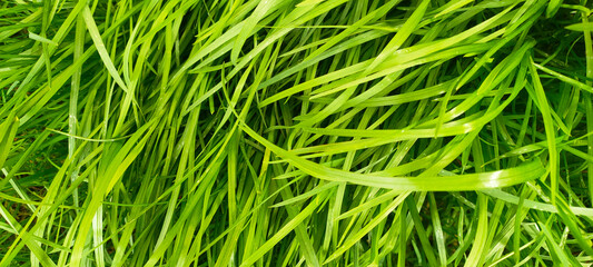 Green grass background, texture, closeup