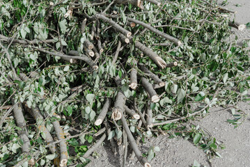 pile of felled branches lying on ground, deciduous trees, green leavesб tree care in city