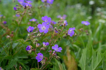 Wiesen-Storchschnabel (Geranium pratense),  Blaues Schnabelkraut, Storchschnäbel (Geranium), Storchschnabelgewächse (Geraniaceae), Blume, Pflanze, lila, green, blühen, schönheit, flora 