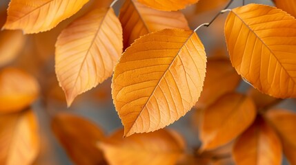 Fototapeta premium Autumn leaves texture with warm colors, suitable for seasonal greetings and nature-inspired artwork. Illustrater Image, Shiny, bright, beautiful , Minimalism,