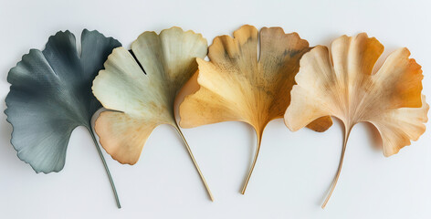 Naklejka premium Five ginkgo biloba leaves arranged irregularly side by side