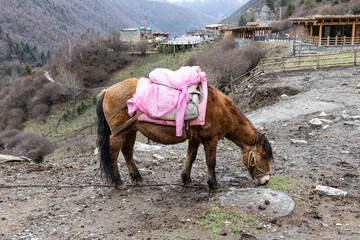 Horses are available for tourists to hire at Changping Valley, Siguniangshan park Sichuan China to...