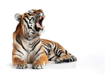 Obraz premium A majestic tiger with orange and black stripes roars fiercely, baring its sharp teeth on a clean white background. Wildlife Animals.