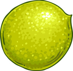 Walnut Colored Detailed Illustration. Organic natural nutritional healthy food ingredient, vegetarian diet product. 