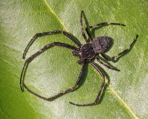 Nuctenea umbratica