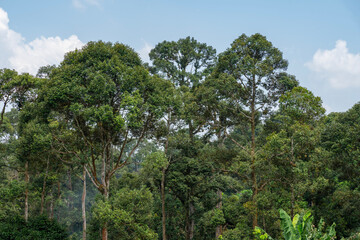 Durian Orchard