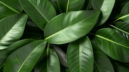 Vibrant green leaves texture with lush foliage, ideal for tropical landscapes and exotic botanical designs. Illustrater Image, Shiny, bright, beautiful , Minimalism,