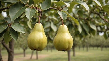 Bountiful Harvest Ripe Pears in Vibrant Orchard Setting