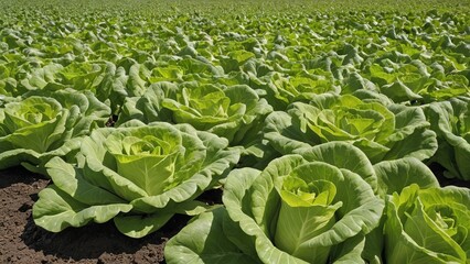 Fresh Green Lettuce Harvest in the Field