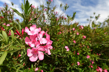 Oleander (Nerium oleander) - Milos (island), Greece