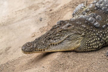 Close-up shot of crocodile's head resting in the shade