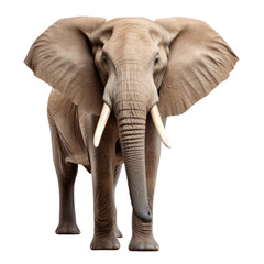 a elephant cut out background front view