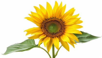 A sunflower plant, tall and bright, photorealistic, isolated on white background