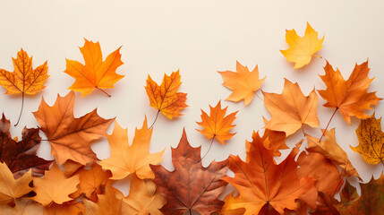 Fototapeta premium Array of Autumn Maple Leaves on a Soft White Background