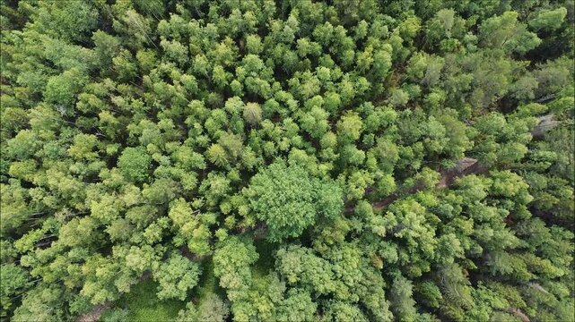 Top down view of autumn forest, fall woodland aerial shot. Drone fly over pine trees and yellow treetops. Zoom out and spin colorful texture in nature. Flight over woods, natural background in motion