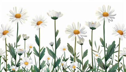 A daisy field, simple white flowers, flat design, isolated on white background