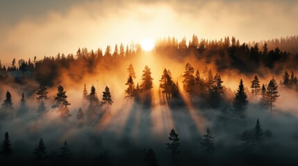 An enchanting scene where the sun's rays pierce through the dense cluster of pine trees, casting a magical light over the fog-covered forest landscape.