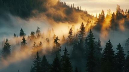 A stunning portrayal of a mysterious foggy forest with sunlight breaking through, creating a dramatic interplay of light and shadows among the pine trees.