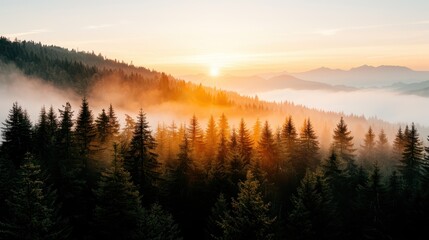 Fototapeta premium A captivating landscape image displaying the golden sunlight spilling over a fog-covered pine forest during sunrise, evoking a sense of peace and tranquility.