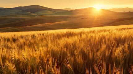 Obraz premium golden hour in a vast wheat field sun setting behind