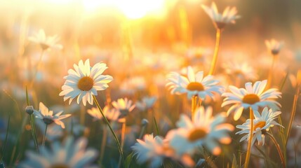 golden hour serenity dreamy field of white daisies bathed in warm sunset light soft focus meadow