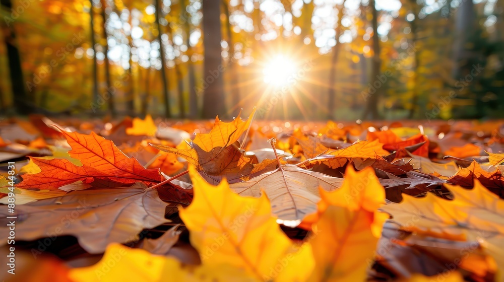 Aufkleber a captivating autumn scene with the sun shining through the trees and illuminating the fallen leaves