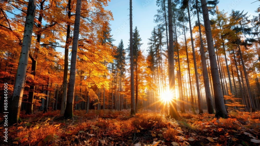 Poster an enchanting forest view with the sun setting through a canopy of vibrant autumn foliage, casting a