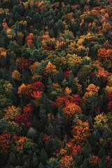 Fototapeta premium Aerial View of Vibrant Autumn Forest Canopy at High Altitude.