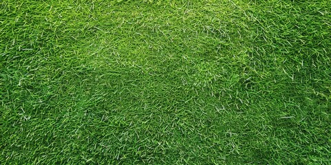 Obraz premium Green Grass Texture Background