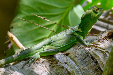 Stirnlappenbasilisk