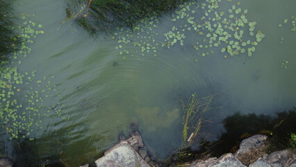 Cyanobacteria, also called Cyanobacteriota or Cyanophyta on a Littoinen lake in Finland