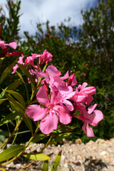 Oleander (Nerium oleander) - Milos (island), Greece
