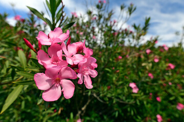 Oleander (Nerium oleander) - Milos (island), Greece