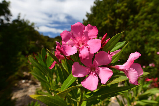 Oleander (Nerium oleander) - Milos (island), Greece