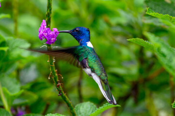 Kolibri