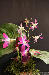 A closeup picture of a purple colored Cooktown Orchid flowers arranged in a vase.