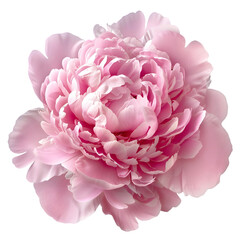 Fototapeta premium Close-up of a Delicate Pink Peony Flower